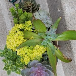 Gorgeous succulent planter